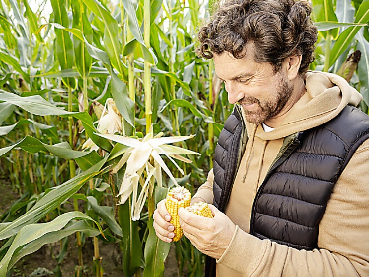 2023 – trudny rok dla producentów kukurydzy